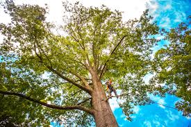 Best Tree Trimming and Pruning  in Mountain View, HI