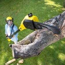 Best Grass Overseeding  in Mountain View, HI