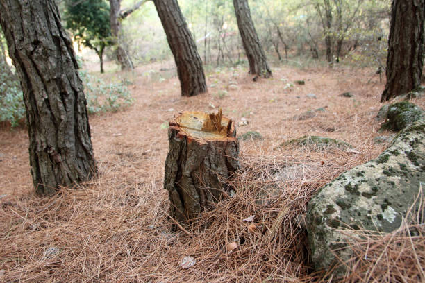 Best Tree Disease Treatment  in Mountain View, HI