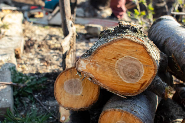 Best Tree Health Inspection  in Mountain View, HI