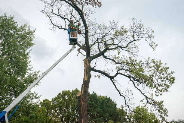 Best Tree Mulching  in Mountain View, HI