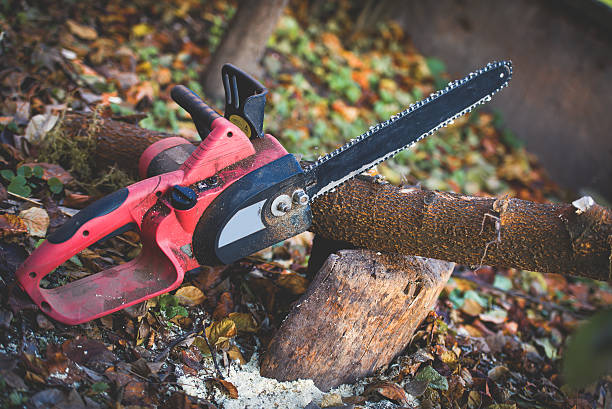 How Our Tree Care Process Works  in  Mountain View, HI